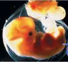 Reflexy embryo. Mozeček a jeho funkce v zárodku