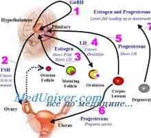 Nařízení funkci endokrinních orgánů. Zpětnovazební systém