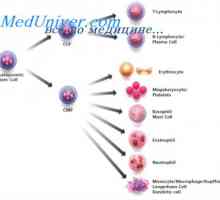 Regulace proliferace kmenových buněk. Vlastnosti kmenových buněk