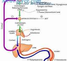Regulace sekrece kortizolu. ACTH a jeho role