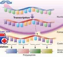 Regulace transkripce a translace v oocytu