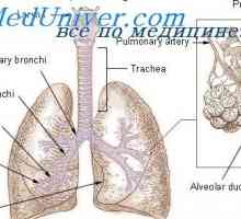 Regulace dýchacího aktu vdechování. Vliv dýchacího přístroje