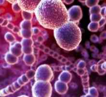 Rickettsia a rikketsiopodobnye mikroorganismy: druhy, onemocnění, patogeny