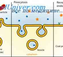 Charakteristika buněk. Endocytóza a pinocytóza