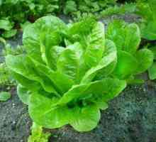 Pěstování salát, odrůdy, užitečné vlastnosti