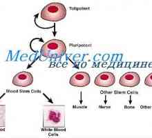 Sebeobnovy kmenových buněk. Proliferační schopnost kmenových buněk