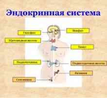 Samoregulace endokrinního systému