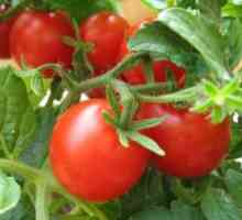 Výběrová a semeno rajčata