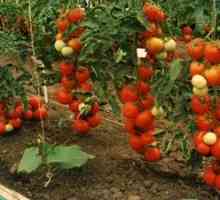 Tomato Breeding pro rezistenci k chorobám