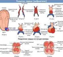 Vývoj srdce u plodu. Záložka srdeční trubice v zárodku