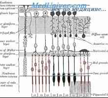 Retin-A. Struktura a anatomie sítnice