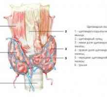 Štítná žláza, embryologie, anatomie a histologie