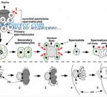 Enzymy a akrozomální reakce. Pronikání spermie do vajíčka