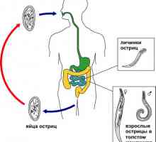 Jak roupy žije v lidském těle, vývoj životní cyklus