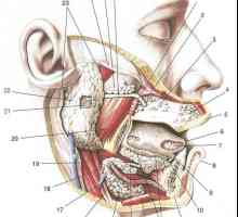 Slinné žlázy, imunitní ochrana ústní dutiny