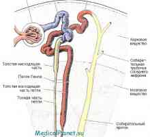 Medulární sběrných kanálků vrstvy ledvin. Koncentrace látek ve nefron