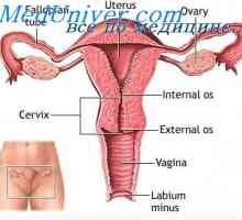 Fyziologie ženských pohlavních orgánů. Dámská hormonální systém