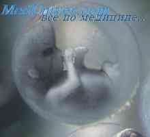 Embryonální pojivová vrstva kůže. embryo nehty