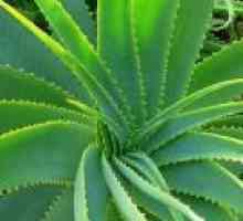 Aloe vera šťáva pro žaludeční vředy