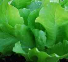 Ledový salát odrůd pro pěstování v otevřeném terénu