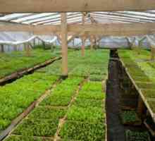 Ledový salát odrůdy pro pěstování ve skleníku
