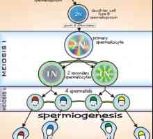 Spermatogeneze. stadia spermatogeneze