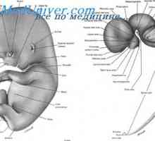 Fetální míšní nervy. Vývoj embrya míšních nervů