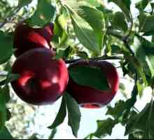 Šlechtitelských metod slaboroslyh jablko podnože