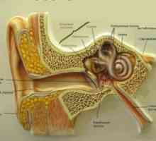 Průměrná lepidlo zánět středního ucha: léčba, příznaky, znaky, příčiny