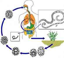 Fázi vývoje a životní cyklus lidského škrkavka