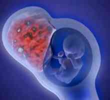 Tvorba děloze-placentární oběh