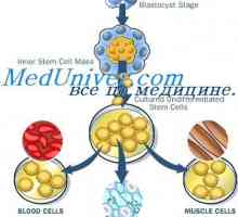 Stárnutí kmenových buněk. Mechanismy sebeobnovy kmenových buněk