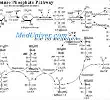 Uvolnění energie z glukózy přes pentózofosfátovém cyklu. Přeměna glukózy k tuku