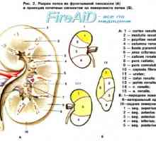 Struktura ledvin (ledviny). renální prokrvení. renální cévy (ledvinové)