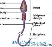 Struktura spermií. struktura