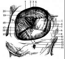 Struktura pomocného zařízení oka