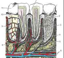 Struktura zubu