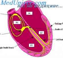Komunikace mezi excitace a kontrakce srdce. Úloha iontů vápníku v kontrakce srdce