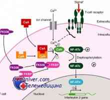 Takrolimus, kortikosteroidy a protilátek pro imunosupresi