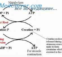Power svaly. svalová vytrvalost