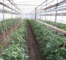 Technologie pěstování rajčat ve skleníku