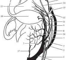 Topografická anatomie pánevních orgánů. cévní zásobení