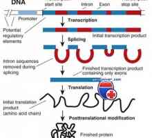 Transkripce. Formy a druhy RNA buněk