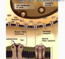 Cholinergní a adrenergní vlákna. Mechanismy sekrece mediátorů nervového systému