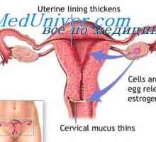 Tubal těhotenství. placenta previa