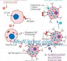 Žírné buňky v alergických reakcí