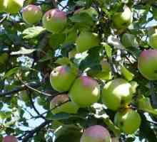 Péče slaboroslyh sklizeň jablek