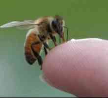 Kousnutí vosy a včely děti: první pomoc