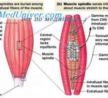Gamma eferentní systém svalová kontrakce. Stabilizace poloze tělesa