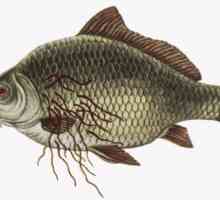 Který ryby opisthorchiasis zda se jedná o moře, řeky, sušené, jak vařit?